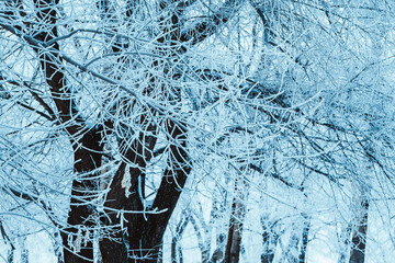 winter forest and branches in the snow during the day