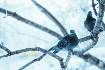 pigeons sitting hunched on a branch in the winter day