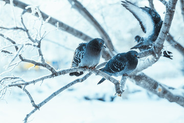 pigeons sitting hunched on a branch in the winter day