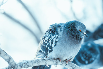 pigeons sitting hunched on a branch in the winter day
