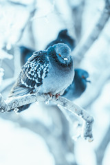 pigeons sitting hunched on a branch in the winter day