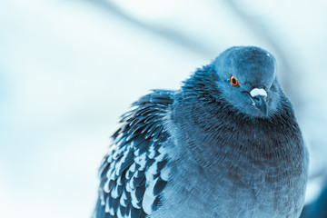 pigeon on the branch perched in the winter afternoon
