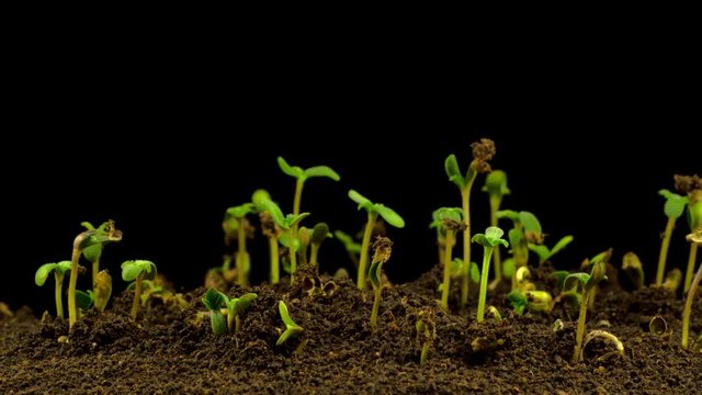 Marijuana Plant Growing on a Black Background. Time Lapse. 4K. 