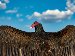 Turkey Vulture