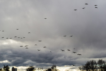 Sunset Flock