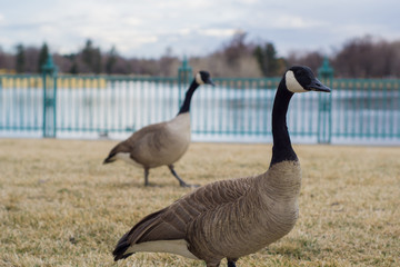 Strutting Geese