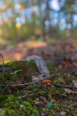 tiny red mushroom in the forest