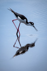 Black Necked Stilt in Water