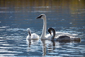 Trumpeter Swans in Water
