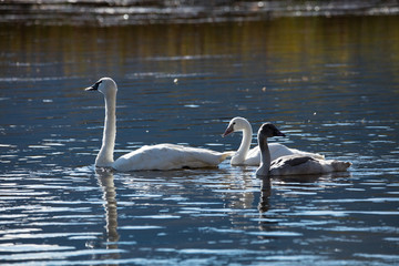 Trumpeter Swans in Water