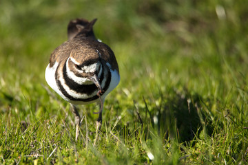 Killdeer in Grass