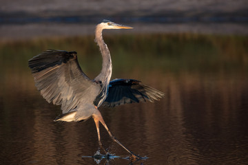Great Blue Heron Flying