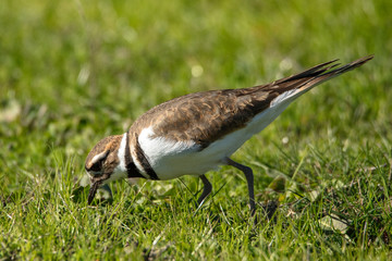 Killdeer in Grass