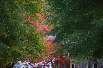 Trees with Leaves Changing Colors in Front of Brick Townhomes in an Overcast Day in Burke, Virginia