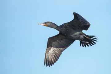 double crested cormorant flying