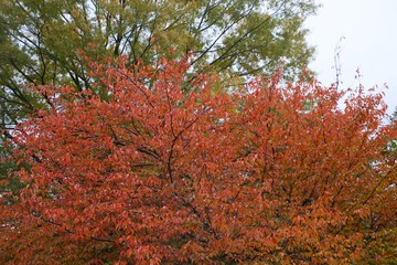 Red Leaves on a Maple Tree in a Cold Morning in Burke, Virginia