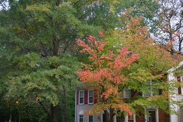Trees with Leaves Changing Colors in Front of Brick Townhomes in an Overcast Day in Burke, Virginia