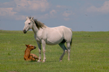 Obraz na płótnie Canvas White Horse With Foal