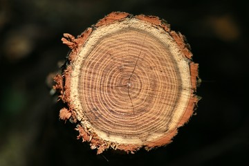 Closeup of Sawed-Off Smooth Bark with Concentric Circles Revealing its Age of Tree Trunk Bathing in the Afternoon Sun in Burke, Virginia