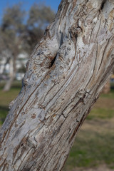 Fototapeta premium Tree trunk and bark