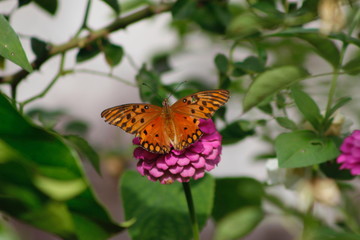 Borboleta
