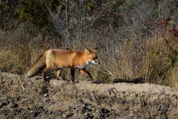 Fox on a Dirt Road by the Beach