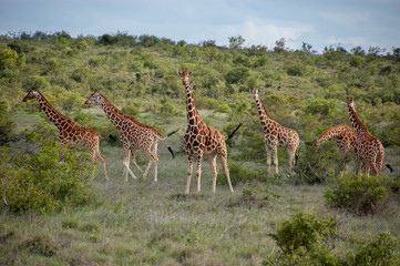 giraffe in the africa 