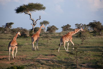 herd of giraffes in africa