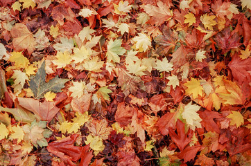 autumn leaves background