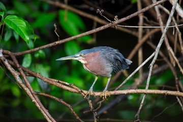 Agami Heron (Agamia agami)