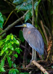 Bare-throated Tiger-Heron (Tigrisoma mexicanum)