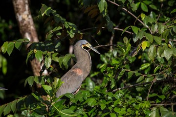 Bare-throated Tiger-Heron (Tigrisoma mexicanum)