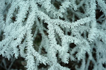 Wihite winter background with snow-covered branches.