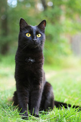 Naklejka na ściany i meble Beautiful bombay black cat portrait with yellow eyes and attentive look in green grass in nature