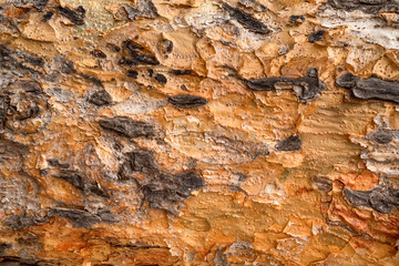 Old brown bark of tropical tree macro shot
