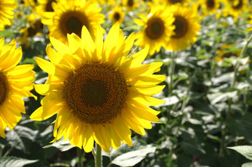 Fototapeta premium Sunflowers Closeup