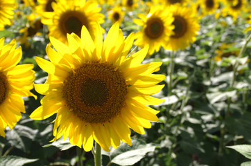 Sunflowers Closeup