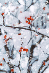Winter background of snowy tree branches with red berries. Winter forest with falling snow