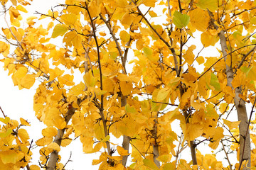 yellowed leaves of trees in autumn, yellowed trees in autumn, leaves white background yellowed leaves of trees,