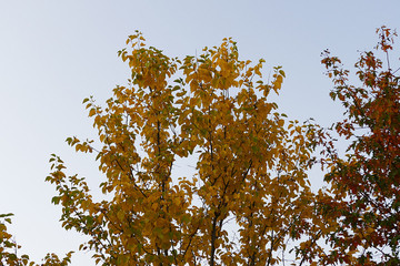 yellowed leaves of trees in autumn, yellowed trees in autumn, leaves white background yellowed leaves of trees,