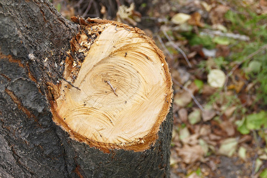 chopned trees with a chainsaw, cut trees,close up,