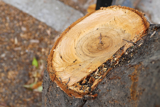 pruned trees with a chainsaw, cut wood, close-up - Powered by Adobe