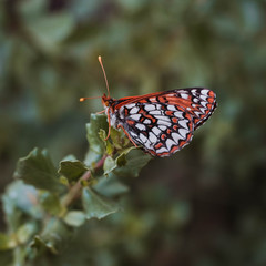 Orange Butterfly