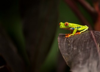 Red-Eyed Treefrog (Agalychnis callidryas)