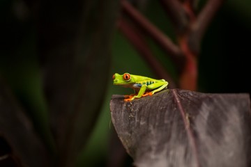 Red-Eyed Treefrog (Agalychnis callidryas)