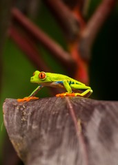 Red-Eyed Treefrog (Agalychnis callidryas)