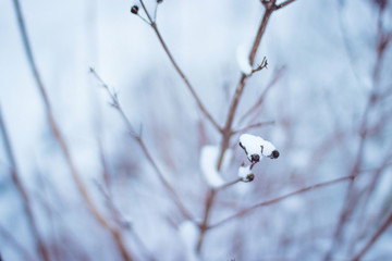 Branches of trees and bushes covered with snow close-up. Winter background