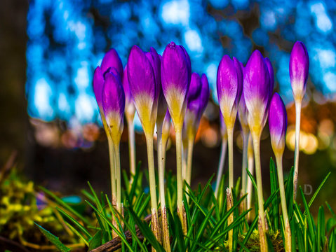 blumen