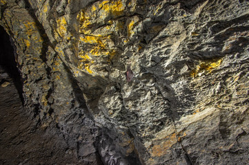 The bat on the wall of the mine