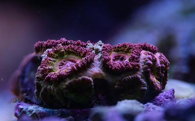 Acan Coral Marine Aquarium